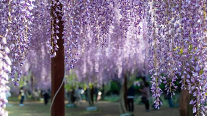 薄紫からピンクそして白へ 色のバリエーションが素晴らしい 日本一の藤公園 岡山県和気町