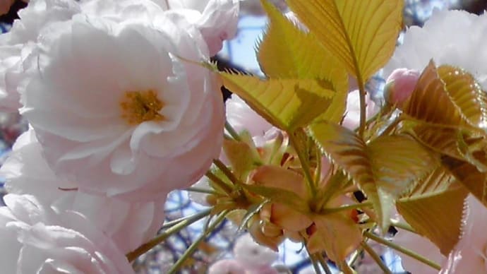～“美”の競演～　八重桜