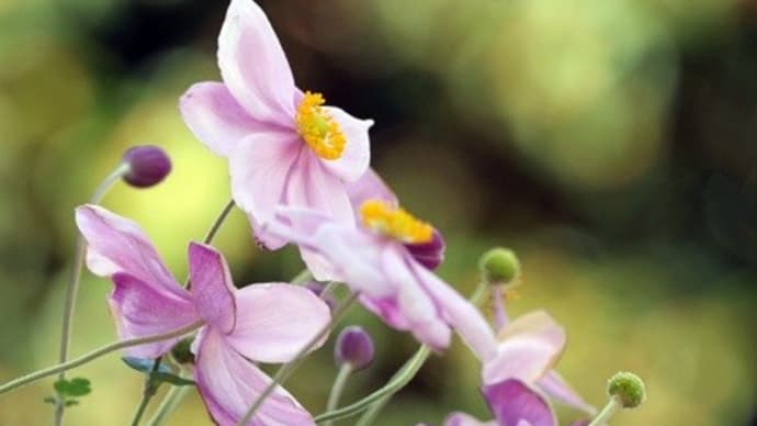 シュウメイキクとフジバカマの蜜を吸う蝶