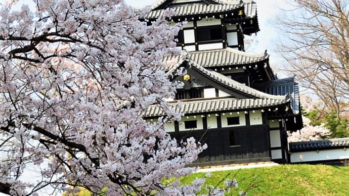 高田城址公園の満開の桜。