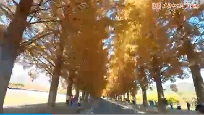 2.4kmのメタセコイア並木 紅葉が見頃に(滋賀県高島市マキノ町)