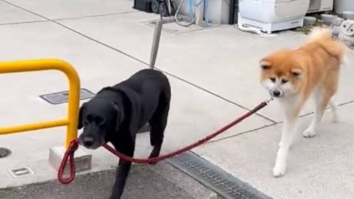 毎日犬が犬を散歩してる動画に和まされる〜の巻