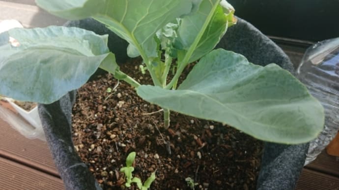 ア・ラ・カンのエイジングケア… そしてベランダ菜園