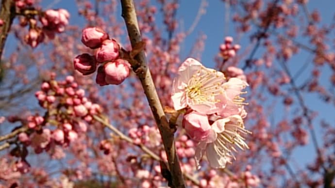 サクラ品種：椿寒桜（ツバキカンザクラ）