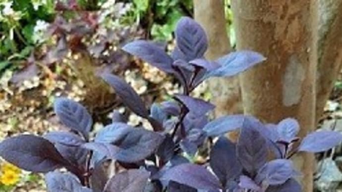 ずっと探してたカラーリーフのアルテルナンテラをお迎えしたので花壇に植えたとですぅ~(^O^)/