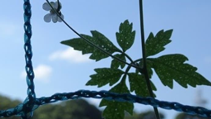 きのうときょうの風船蔓越しの夏空