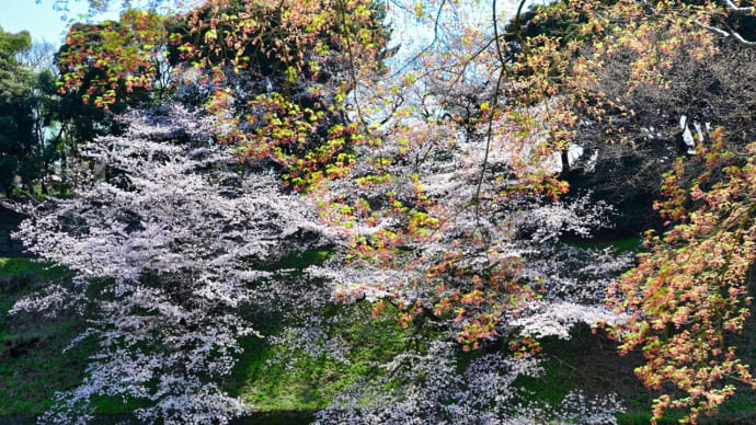 千鳥ヶ淵桜景