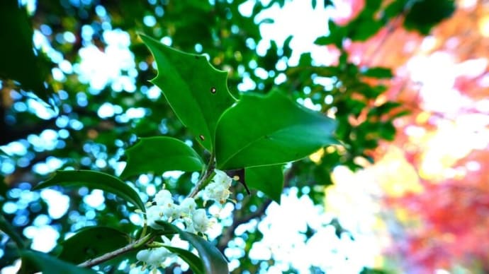 紅葉と晩秋を彩る花々(板橋区立赤塚植物園 2024.12.8撮影)