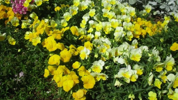 2020年5月17日 今朝の富士森公園の花と緑と空模様