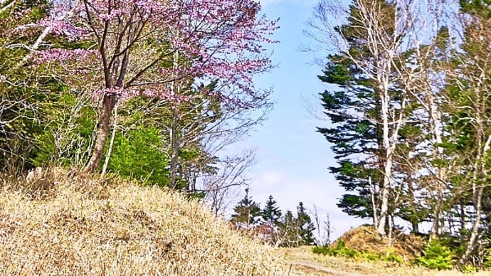 北国の春： 杢太郎さん林道（北海道厚岸町）の彼方此方でエゾヤマザクラの花が満開です