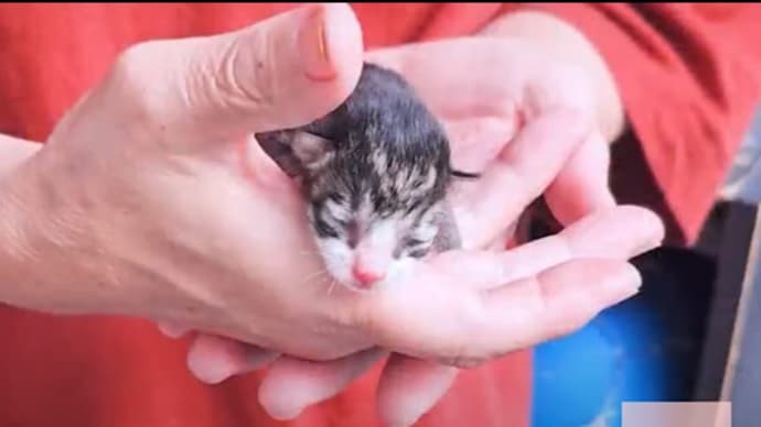 捨て猫さん
