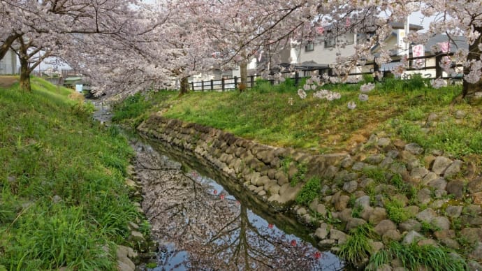 奈良県香芝市北今市の桜並木