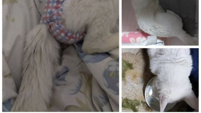 ♪　　嗚呼、みるくちゃん　君を哭く②　　　猫用のおむつが見つかって良かった！
