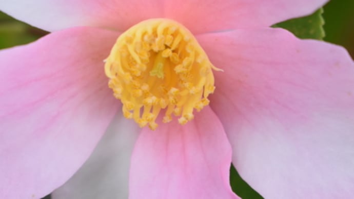 椿