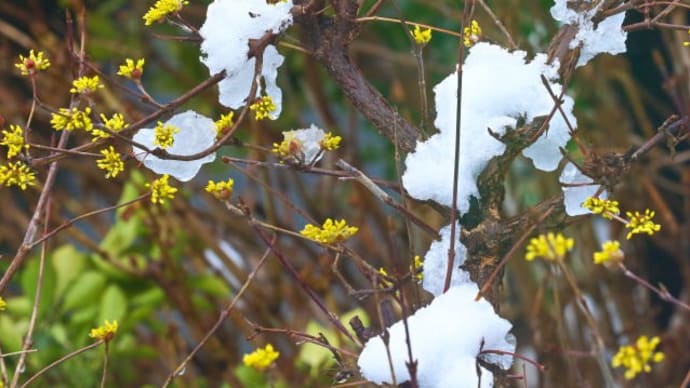 山茱萸に春雪
