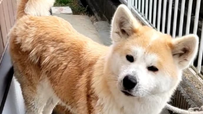 四頭のシャンプー○o。..。o○