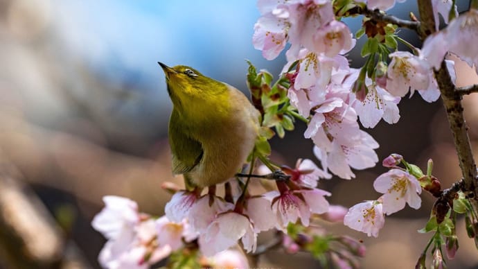 春和景明【建長寺】連休の中日、オカメも玉縄も美しゅうございました