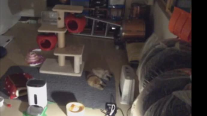 仲が良いのか悪いのか
