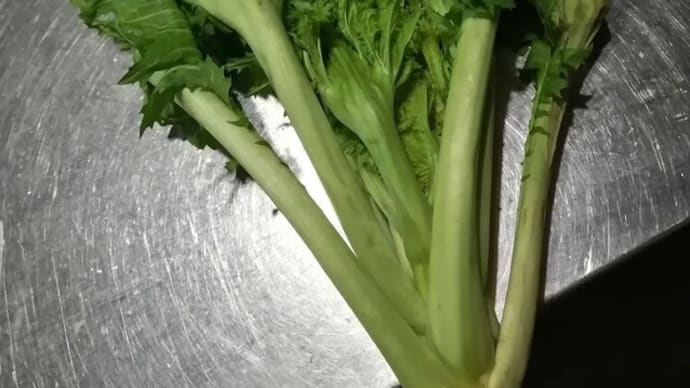 新種の菜っ葉?