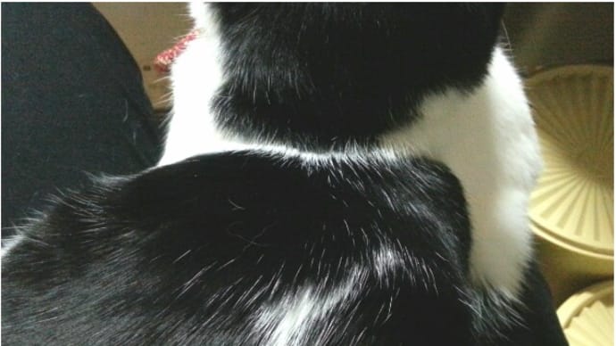猫の養育費