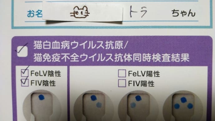 外猫はっちをお家猫に(その8苦悩の中の光)