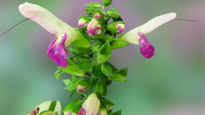高山植物園の花(アキギリ・シュウメイギク)