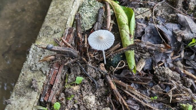 サラエノヒトヨタケか？