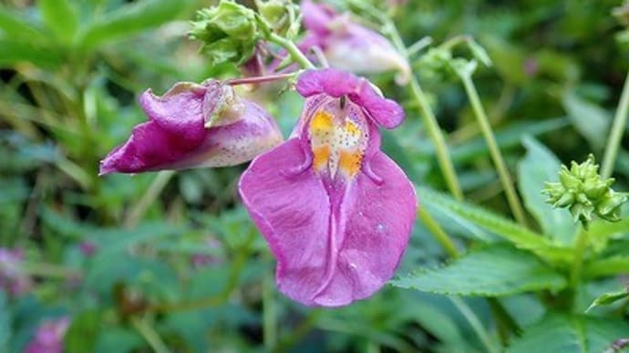 水生植物園の他の花など~神代植物公園②~
