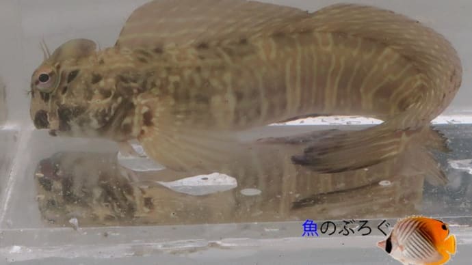ニセカエルウオ