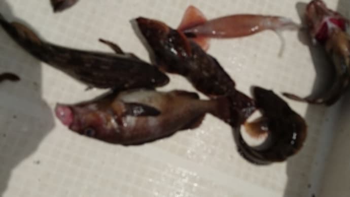 あっ!どーも!撃沈野郎です