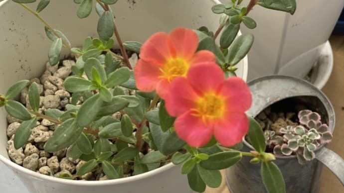 挿し木した花が咲きました🌺