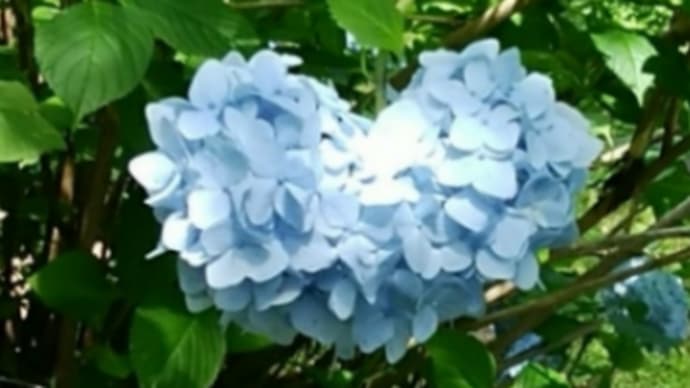 写真 『大仏公園紫陽花』 秋田県大館 『長走風穴』