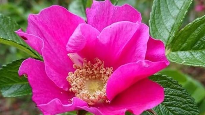 ハマナス(浜茄子)開花 北海道の花