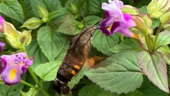 植物も慌ててる?