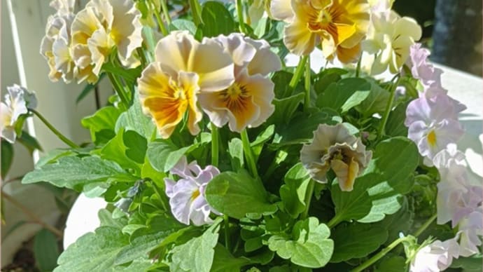 植え替えは楽しい♡クラス会は阿佐ヶ谷で