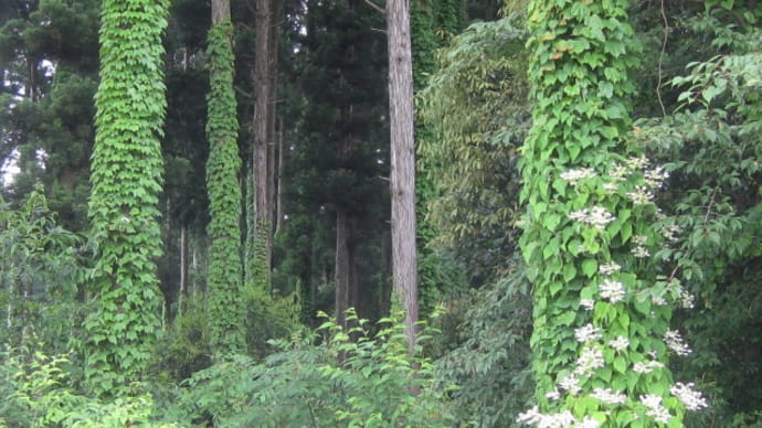 岸 白路/桃の葉を入れてあさけに風呂を焚く