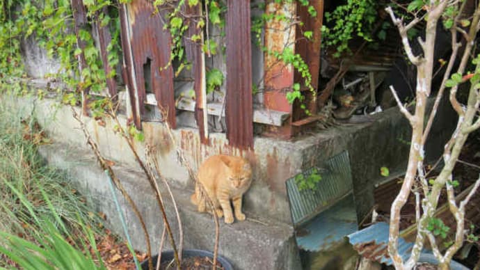 散歩で猫 #89