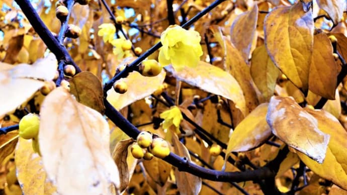 ２０２３・１・４　皇居東御苑のロウバイが葉っぱをつけたまま咲き始めていた。ま。とらやの花びら餅。