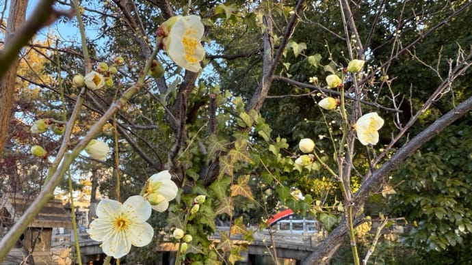 住吉大社の梅の花も咲き始めました☺️