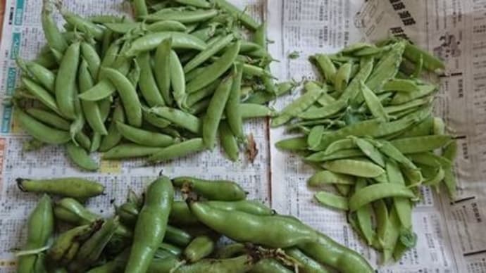昨日の収穫と,ヘルシー野菜たっぷり料理