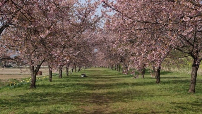 大寒桜の並木の下で