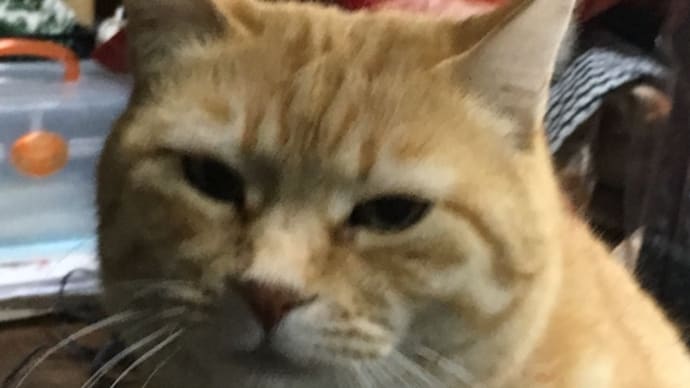寒ーいニャン💦