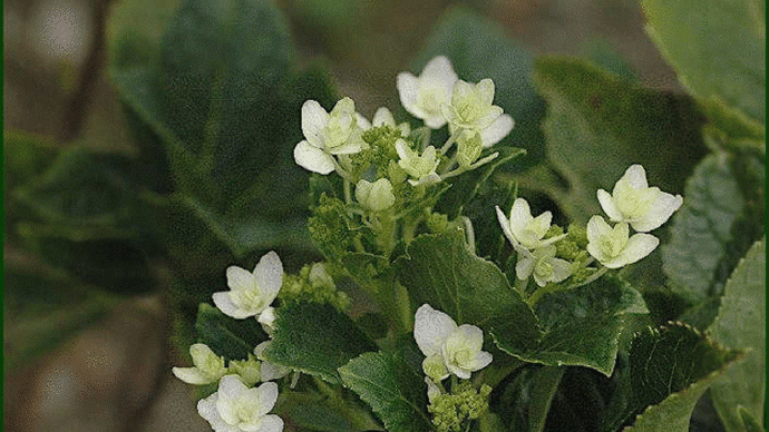 自宅の庭で先回の「芝桜」に続いて、今度は「紫陽花」の花が時季外れに咲き始めて・・・