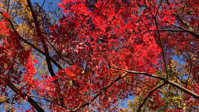 【埼玉の紅葉-11月27日】まだ見頃の武蔵丘陵森林公園で、モンブランソフトを~♪