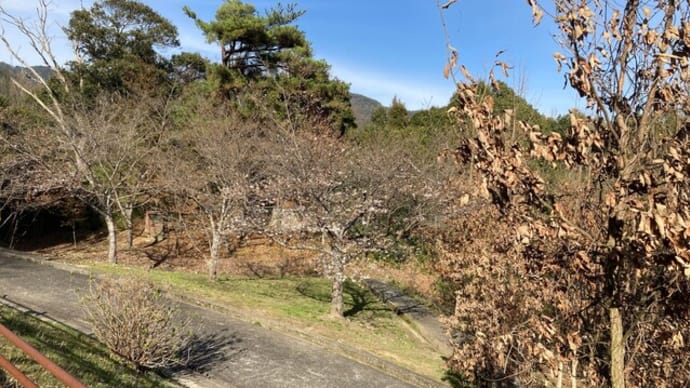 諏訪神社の清掃活動 一部の桜は5分咲き 小鳥のイタズラ 境内(けいだい)の掃き掃除 2024年03月27日