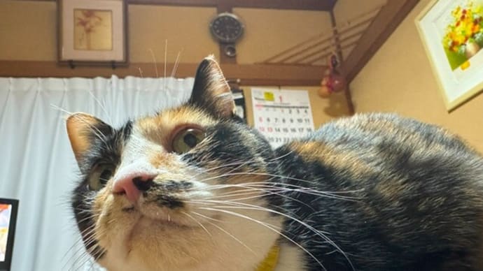 食っちゃ寝正月🎍
