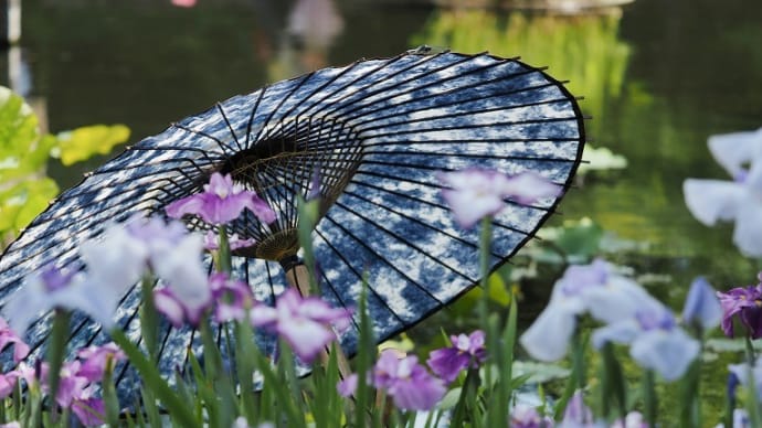 徳川園の花菖蒲と和傘