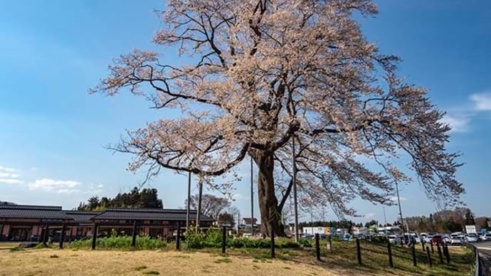 安達太良山を望む千恵子の里の万燈桜