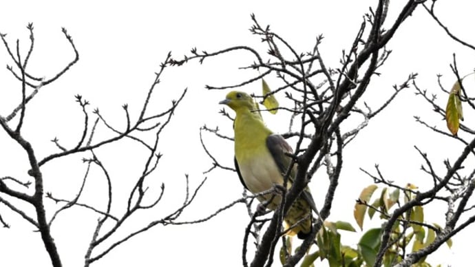 秋の渡り鳥達