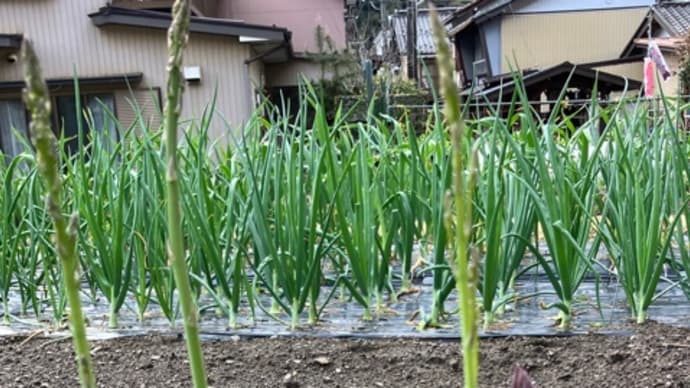 アスパラとエンドウ